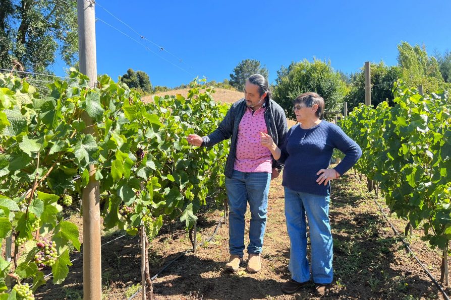 <strong>Delegado del Ranco Alejandro Reyes valora capacidad de diversificación de agricultora dedicada al rubro viñedo</strong>